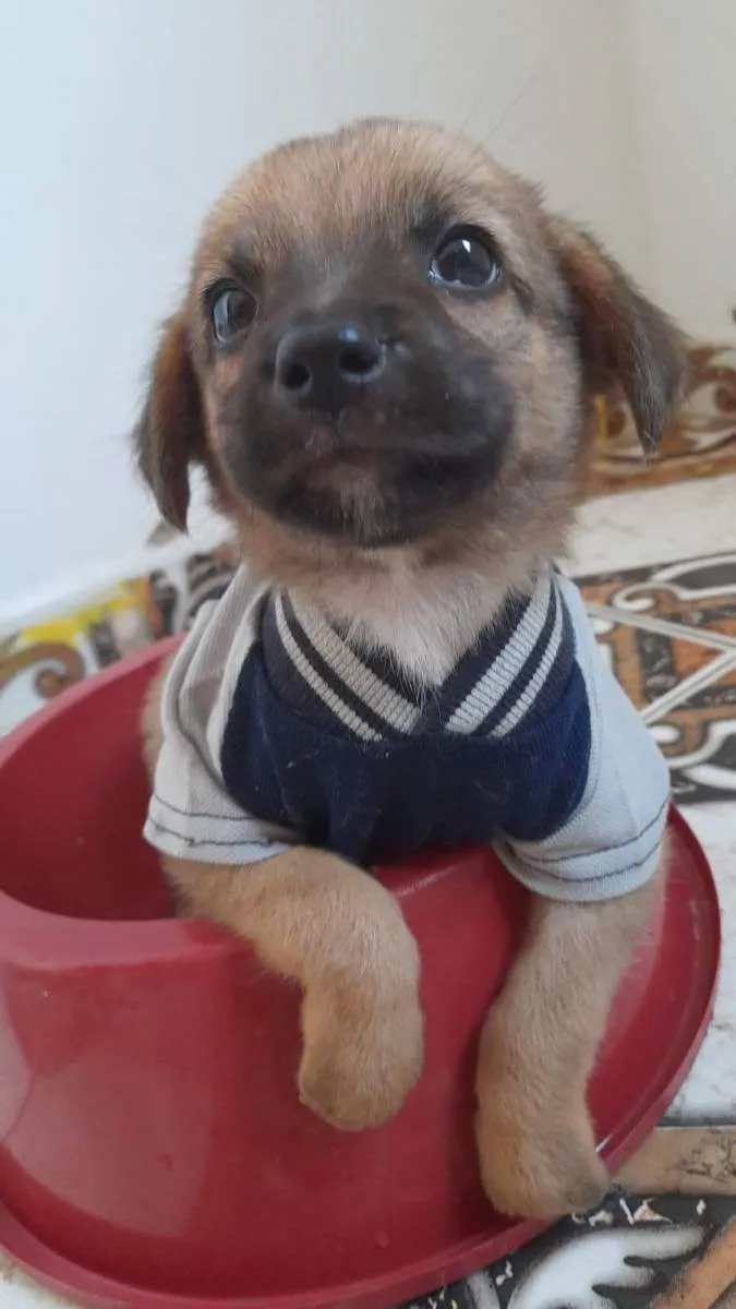 Cachorro ra a Srd idade 2 a 6 meses nome Elvis