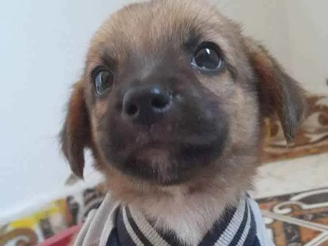 Cachorro ra a Srd idade 2 a 6 meses nome Elvis