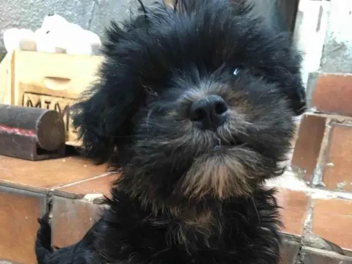 Cachorro ra a Yorkshire com poodle  idade 2 a 6 meses nome Mimi