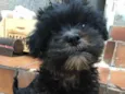 Mimi