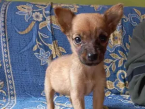 Cachorro raça Srd  idade 2 a 6 meses nome Lili
