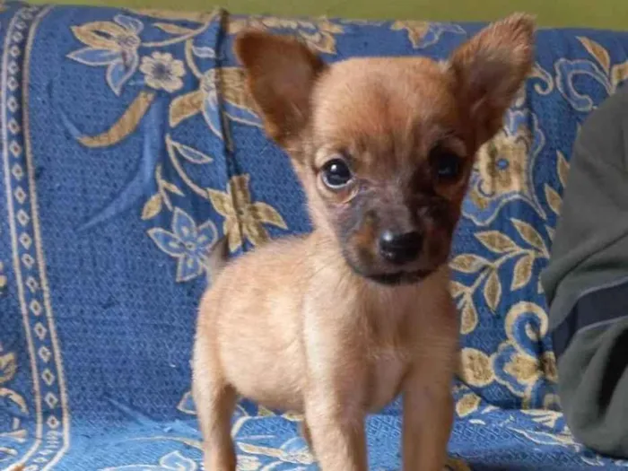 Cachorro ra a Srd  idade 2 a 6 meses nome Lili