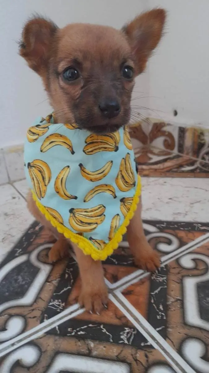 Cachorro ra a Srd  idade 2 a 6 meses nome Ella