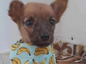 Cachorro raça Srd  idade 2 a 6 meses nome Ella