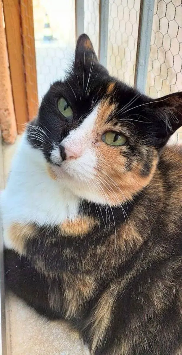 Gato ra a Srd idade  nome Santini