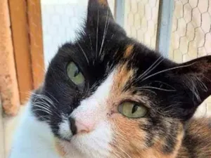 Gato raça Srd idade  nome Santini