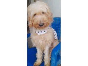 Cachorro raça Poddle idade 2 anos nome Flor