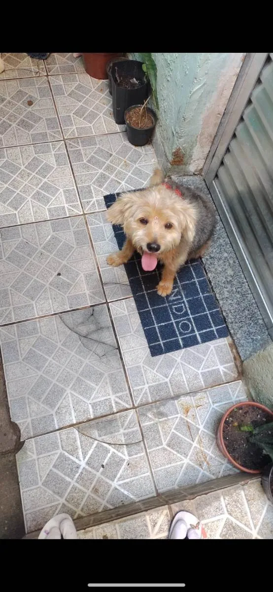 Cachorro ra a Vira Lata idade 1 ano nome Hope