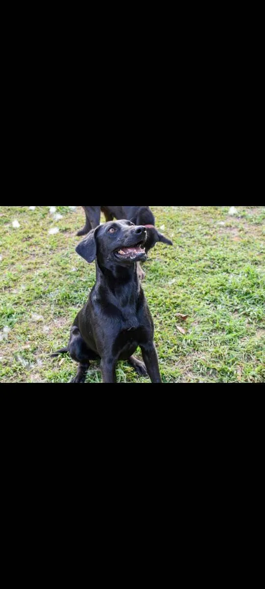 Cachorro ra a Srd idade 2 anos nome Duque