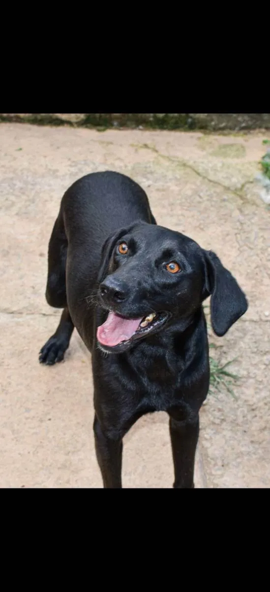 Cachorro ra a Srd idade 2 anos nome Duque