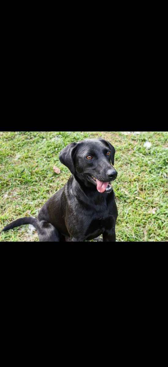 Cachorro ra a Srd idade 2 anos nome Duque