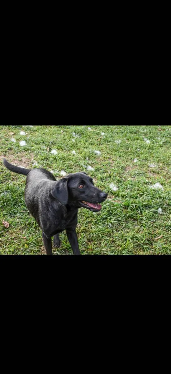 Cachorro ra a Srd idade 2 anos nome Duque