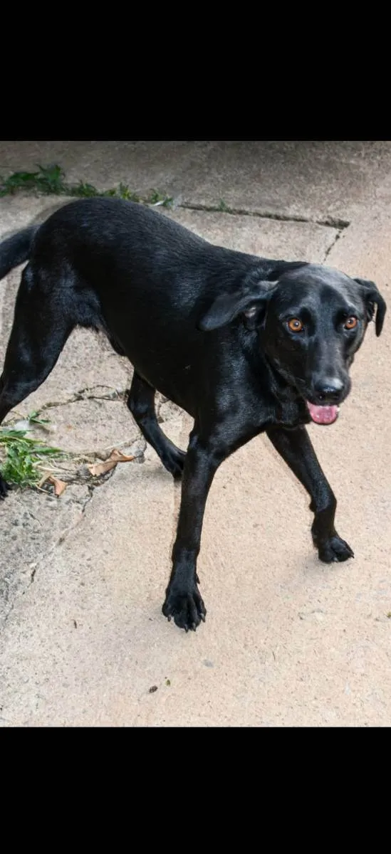 Cachorro ra a Srd idade 2 anos nome Duque