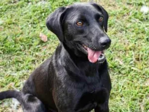 Cachorro raça Srd idade 2 anos nome Duque