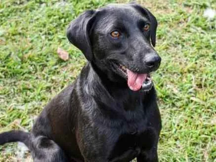 Cachorro ra a Srd idade 2 anos nome Duque
