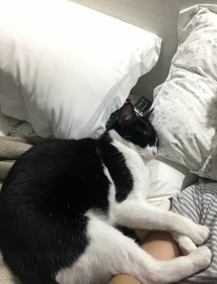 Gato raça  idade 2 anos nome Pink 