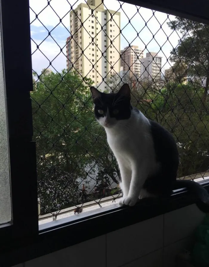 Gato raça  idade 2 anos nome Pink 