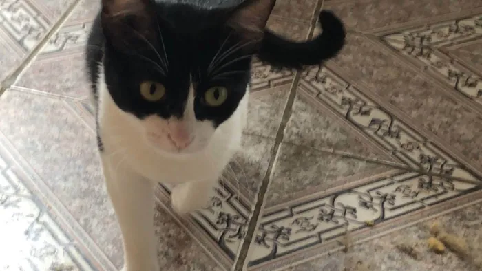 Gato raça  idade 2 anos nome Pink 