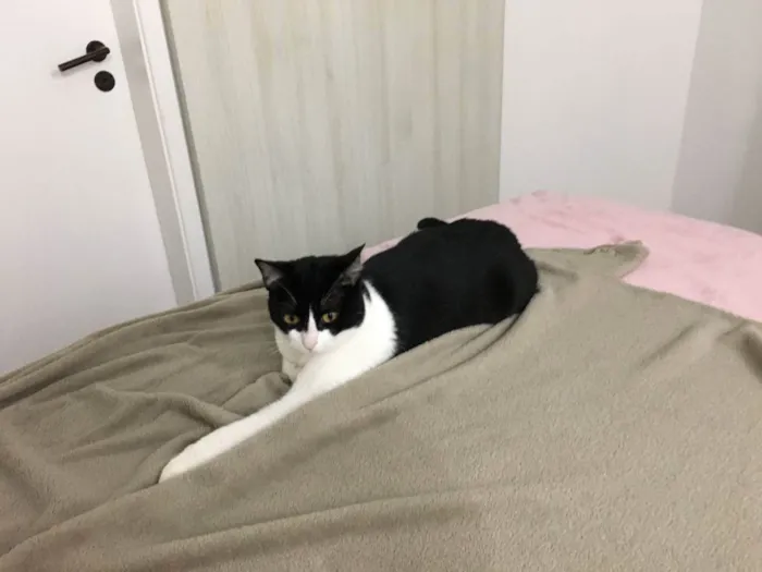 Gato raça  idade 2 anos nome Pink 