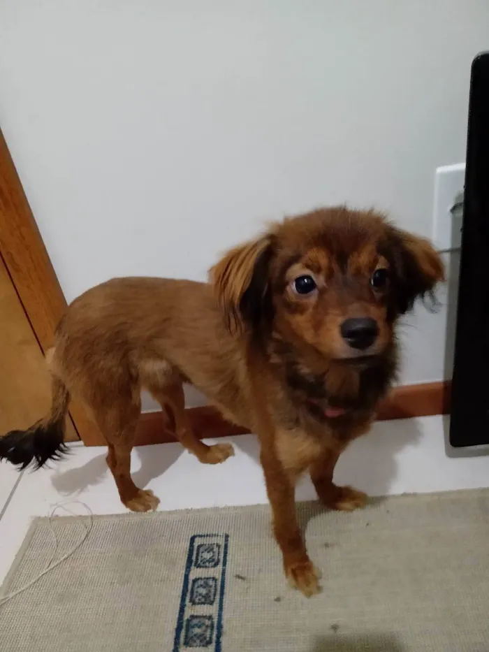 Cachorro ra a não sei mais acho que é de raç idade 2 a 6 meses nome suzy