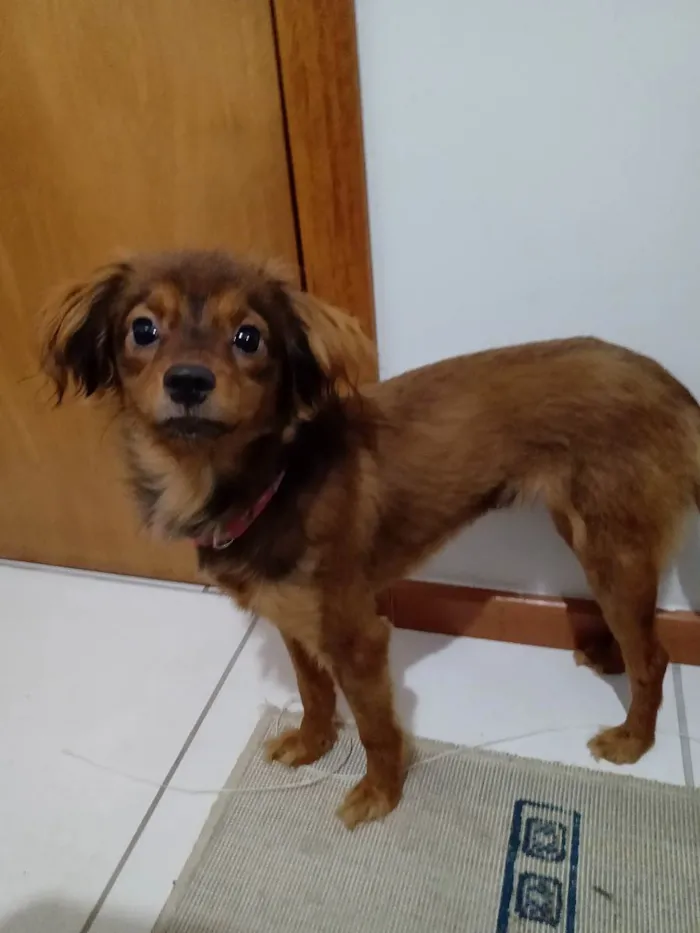 Cachorro ra a não sei mais acho que é de raç idade 2 a 6 meses nome suzy