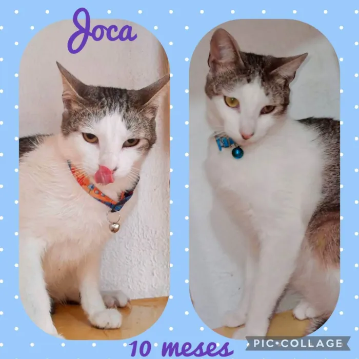 Joca 