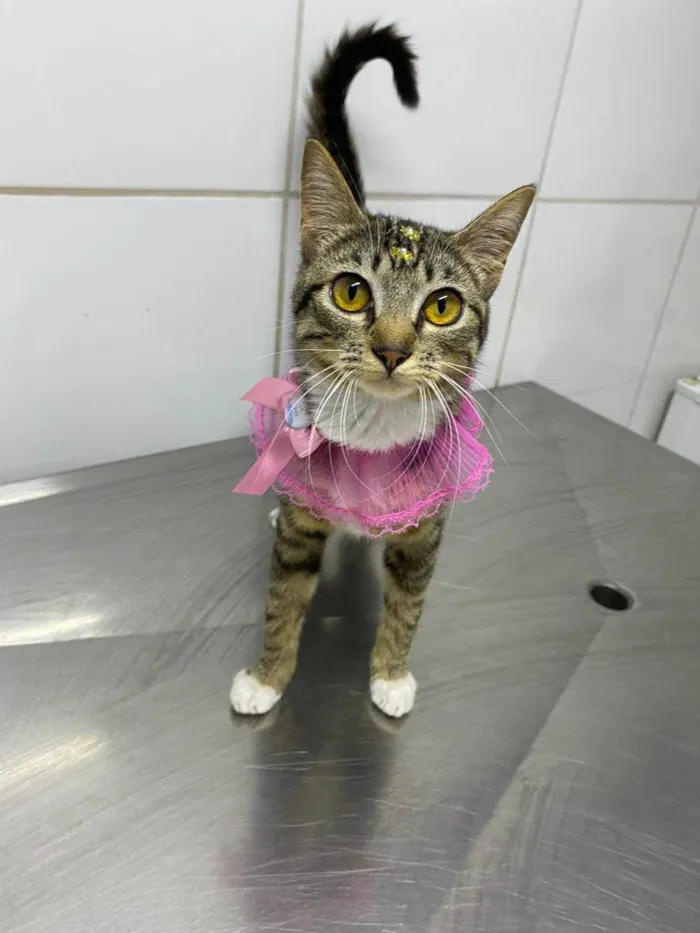 Gato raça  idade 2 a 6 meses nome Cindy 