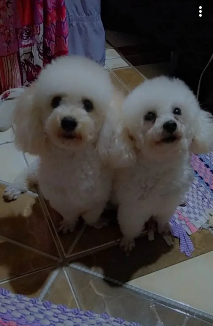 Cachorro raça poodle  idade 3 anos nome Kabila e Lunna