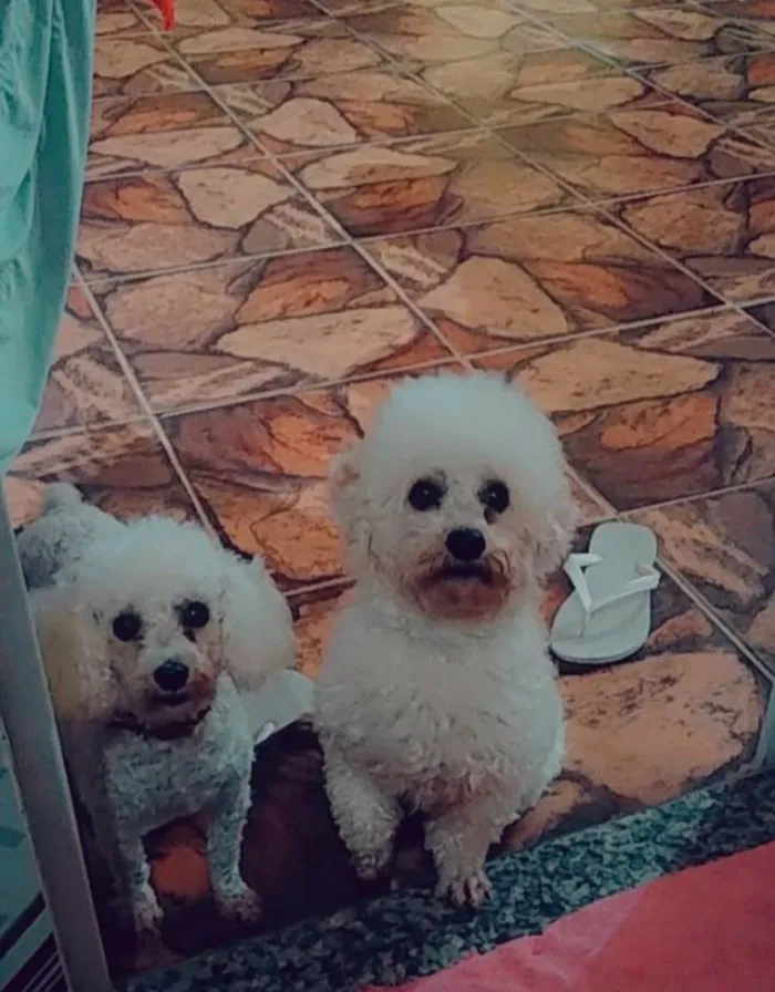 Cachorro raça poodle  idade 3 anos nome Kabila e Lunna
