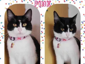 Gato raça  idade 2 anos nome Pink 