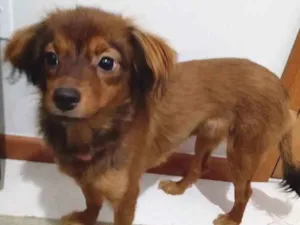 Cachorro raça não sei mais acho que é de raç idade 2 a 6 meses nome suzy