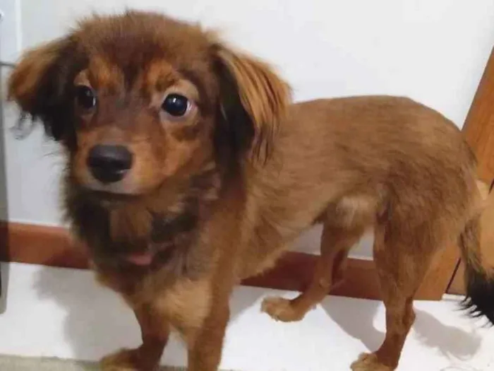 Cachorro ra a não sei mais acho que é de raç idade 2 a 6 meses nome suzy