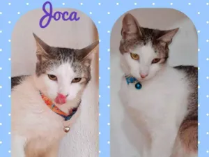 Gato raça  idade 7 a 11 meses nome Joca 