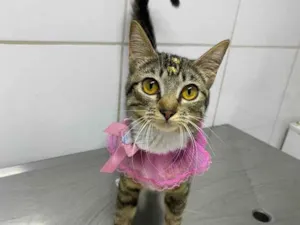 Gato raça  idade 2 a 6 meses nome Cindy 