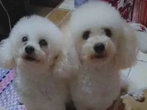 Cachorro raça poodle  idade 3 anos nome Kabila e Lunna