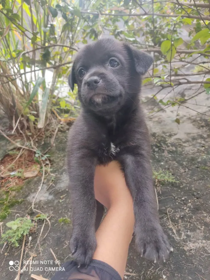 Cachorro ra a Sem raça  idade Abaixo de 2 meses nome Filhotes 