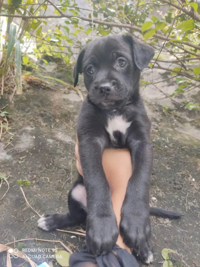 Cachorro ra a Sem raça  idade Abaixo de 2 meses nome Filhotes 