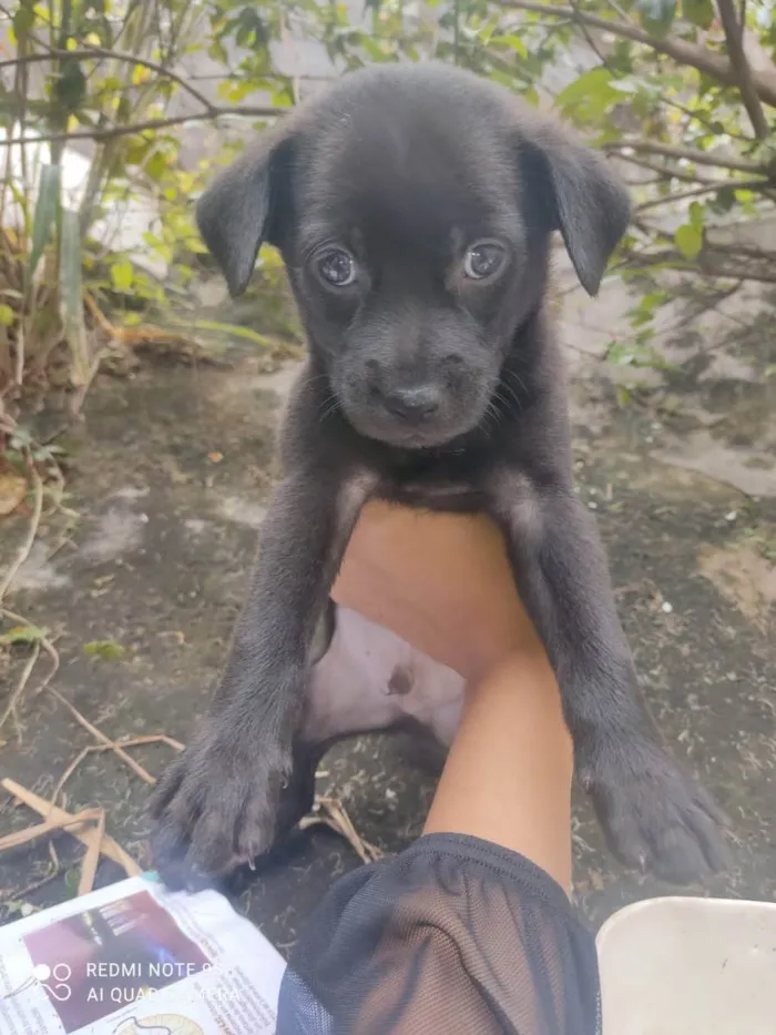 Cachorro ra a Sem raça  idade Abaixo de 2 meses nome Filhotes 