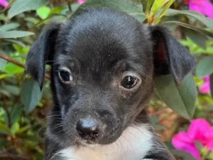 Cachorro raça SRD idade Abaixo de 2 meses nome Sem Nome