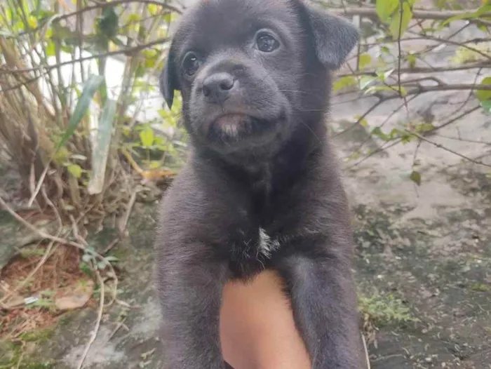 Cachorro ra a Sem raça  idade Abaixo de 2 meses nome Filhotes 