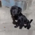 Tomas