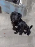Tomas