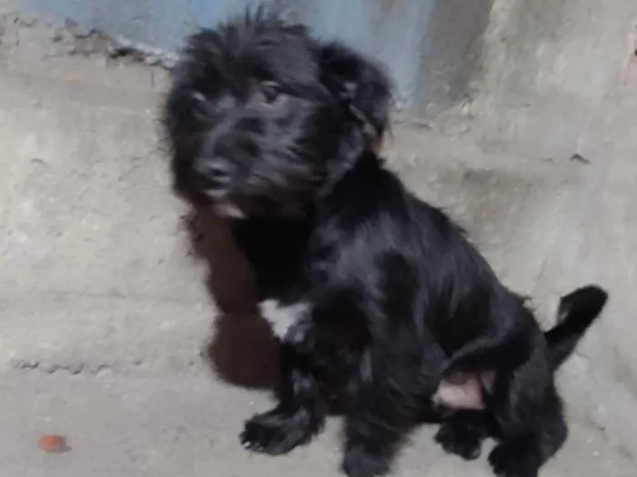 Cachorro ra a Jack A pool idade 7 a 11 meses nome Tomas