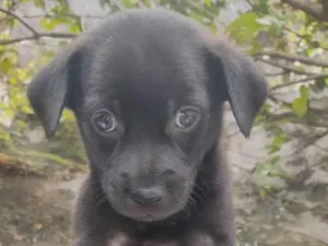 Cachorro raça Sem raça  idade Abaixo de 2 meses nome Filhotes 