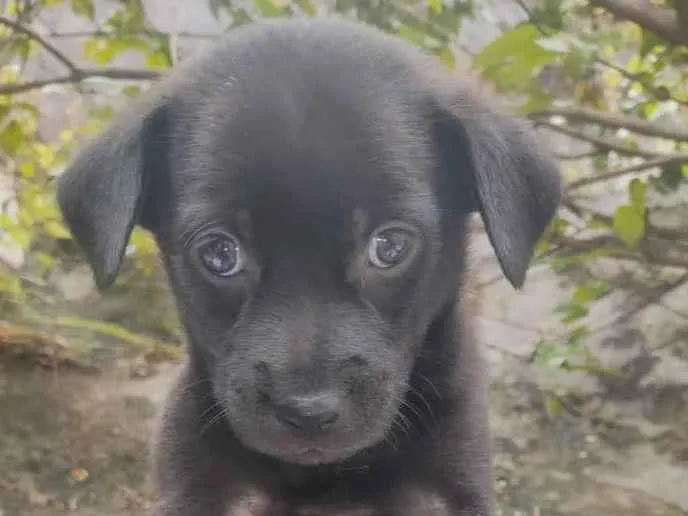 Cachorro ra a Sem raça  idade Abaixo de 2 meses nome Filhotes 