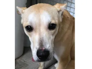 Cachorro raça SRD idade 7 a 11 meses nome Mel