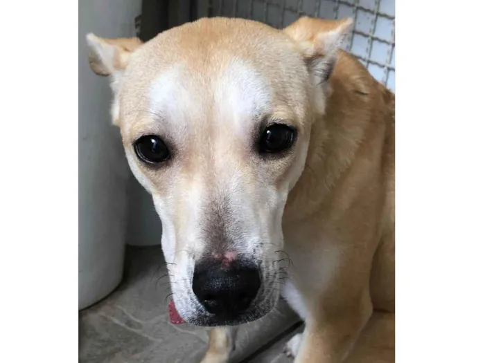 Cachorro raça SRD idade 7 a 11 meses nome Mel