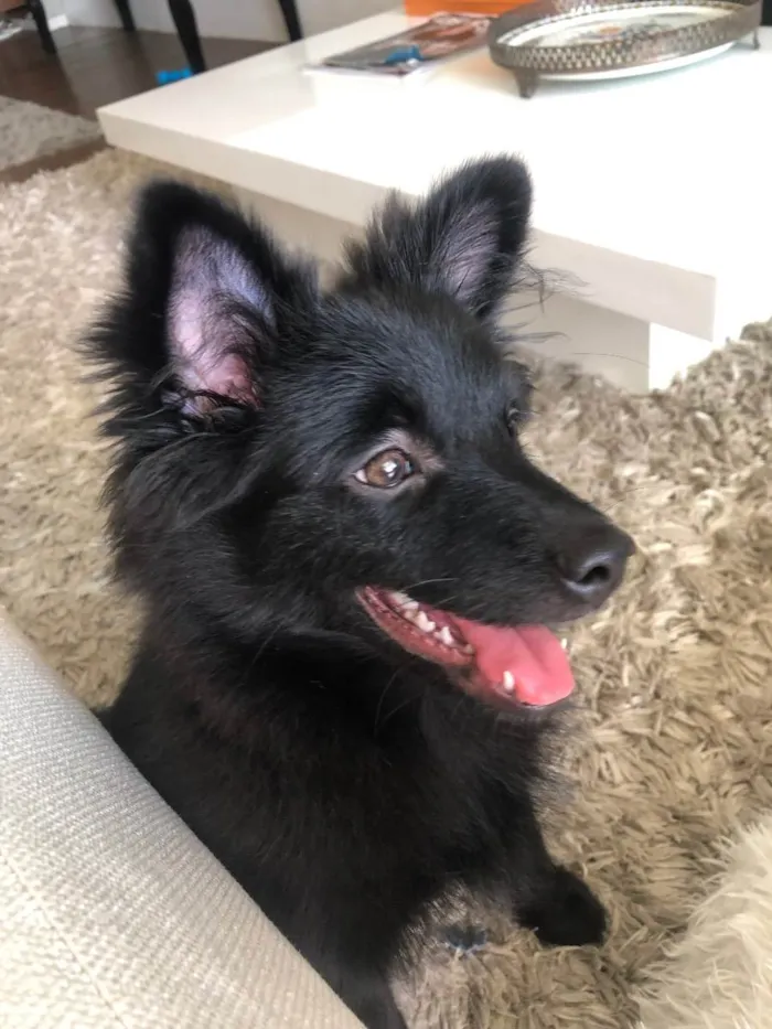 Cachorro ra a Spitiz alemão  idade 2 a 6 meses nome Oreo