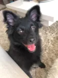 Oreo