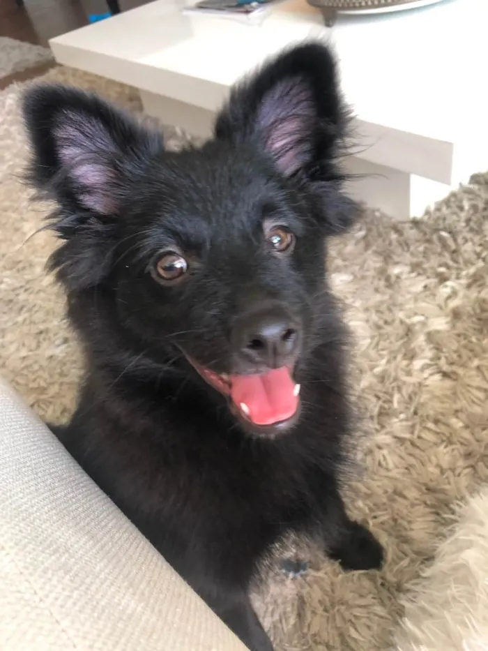 Cachorro ra a Spitiz alemão  idade 2 a 6 meses nome Oreo